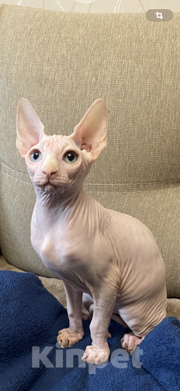 Кошки в Москве: Разноглазая Девочка, 20 000 руб. - фото 3