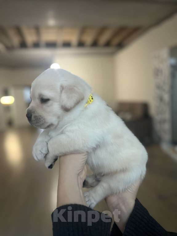 Собаки в Кирове: Щенок породы Лабрадор Ретривер Мальчик, Бесплатно - фото 4