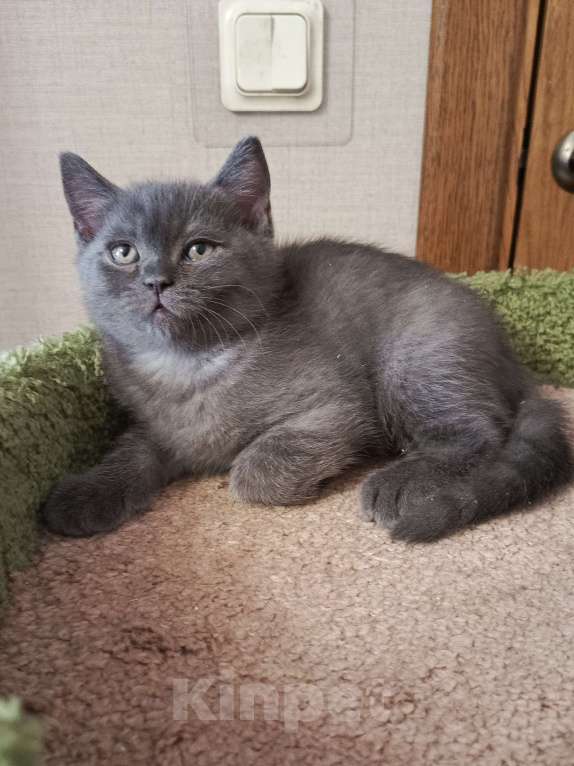 Кошки в Всеволожске: Милый британский котёнок Мальчик, 18 000 руб. - фото 1