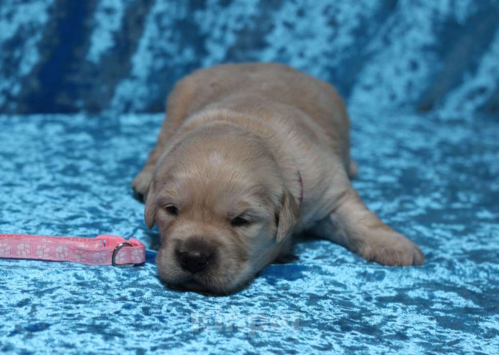 Собаки в Москве: Щенки золотистого ретривера Разнополые, 80 000 руб. - фото 3