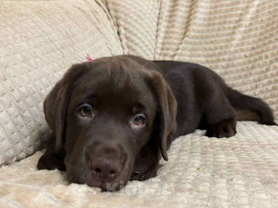 Собаки в Москве: Щенки Лабрадора ретривера шоколадные Девочка, 100 000 руб. - фото 9