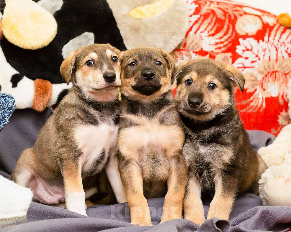 Собаки в других городах Ленинградской области: Щенки в добрые руки  Мальчик, Бесплатно - фото 8