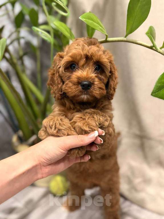 Собаки в Москве: Шикарная девочка кавапу Девочка, Бесплатно - фото 5