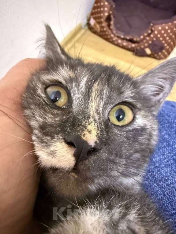 Кошки в Москве: Ласковые кошечки — мама и дочка ищут дом Девочка, Бесплатно - фото 4
