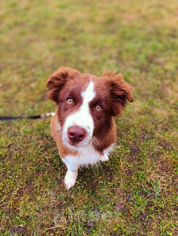 Собаки в других городах Ленинградской области: Подрощенный щенок Бордер колли Мальчик, 80 000 руб. - фото 2