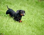 Собаки в Новотроицке: Вязка такса миниатюрная гладкошерстная Мальчик, 20 000 руб. - фото 2