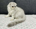 Кошки в Кудрово: Шотландский котенок фолд Мальчик, 25 000 руб. - фото 3