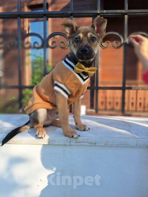 Собаки в Москве: Щенок в добрые руки Мальчик, Бесплатно - фото 2