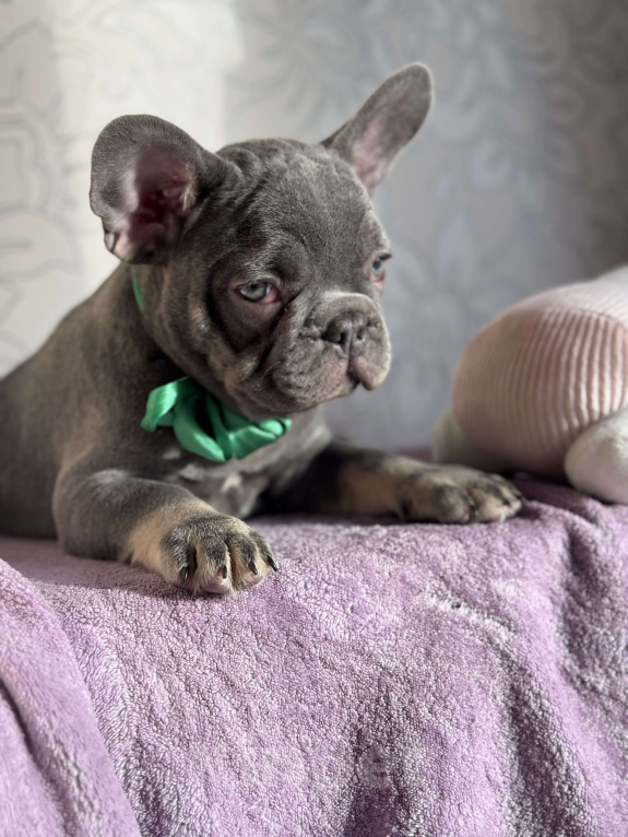 Собаки в Калининграде: Лиловые щенки французского бульдога Мальчик, 55 000 руб. - фото 3