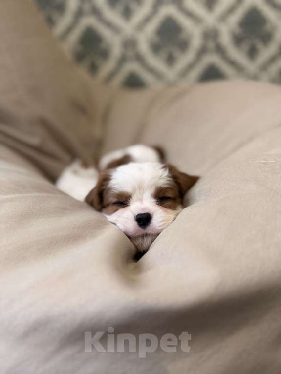 Собаки в Москве: Щенок кавалер Кинг Чарльз спаниеля Девочка, 107 000 руб. - фото 4