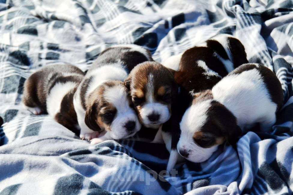 Собаки в Балашихе: Дана Девочка, 30 000 руб. - фото 6