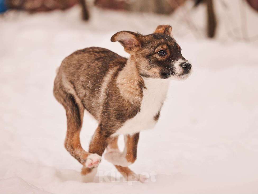 Собаки в других городах Московской области: Марио якутенок Мальчик, Бесплатно - фото 1