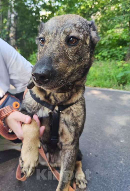 Собаки в Москве: Люди не верят, что эта собака их любит Девочка, Бесплатно - фото 6