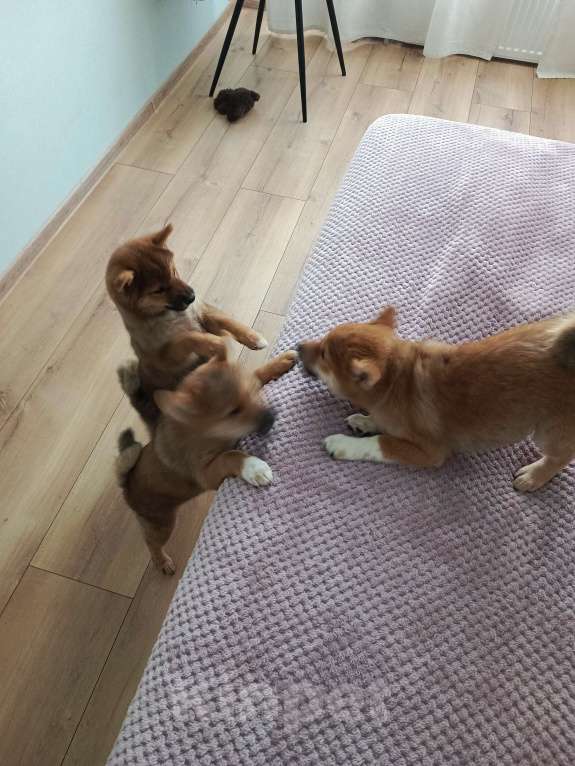 Собаки в Севастополе: Щенок девчуля Сиба Асоби сезам от чемпионов Девочка, Бесплатно - фото 3