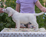 Собаки в Твери: Продажа щенков лабрадора ретривера. Девочка, 85 000 руб. - фото 2
