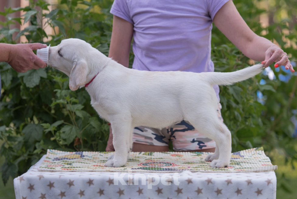 Собаки в Твери: Продажа щенков лабрадора ретривера. Девочка, 85 000 руб. - фото 2