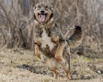 Собаки в Перми: Дикси ищет дом Девочка, 1 руб. - фото 2