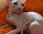 Кошки в Новокузнецке: Эльф котенок Мальчик, 50 000 руб. - фото 4