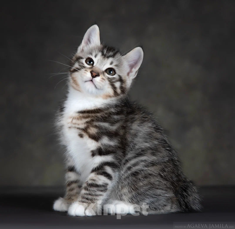 Кошки в других городах Московской области: Котик короткошерстный Мальчик, 50 000 руб. - фото 8