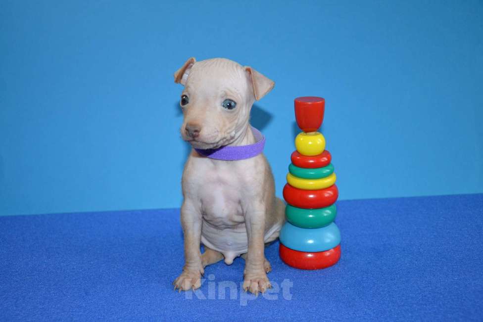 Собаки в Москве: Щенки американского голого терьера Мальчик, 25 000 руб. - фото 4