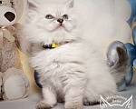 Кошки в Солнечногорске: Невский маскарадный котенок Лорд Мальчик, 50 000 руб. - фото 1