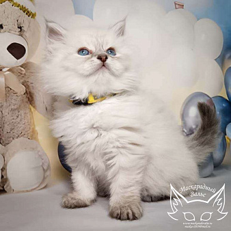 Объявление: Невский маскарадный котенок Лорд, 50 000 руб., Солнечногорск