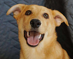 Собаки в Москве: Очаровательнейшая молодая собака Альфа  Девочка, Бесплатно - фото 5