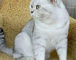 Кошки в Саратове: Вязка с ласковым,но напористым котом, 1 000 руб. - фото 1