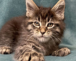 Кошки в Жердевке: Клубные котята мейн-кун, 20 000 руб. - фото 1