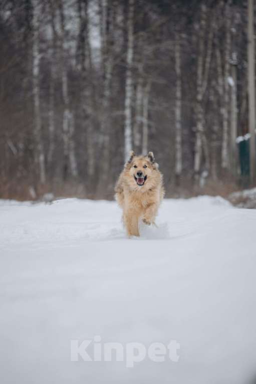 Собаки в Москве: Ласковый мальчик в добрые руки! Мальчик, Бесплатно - фото 6
