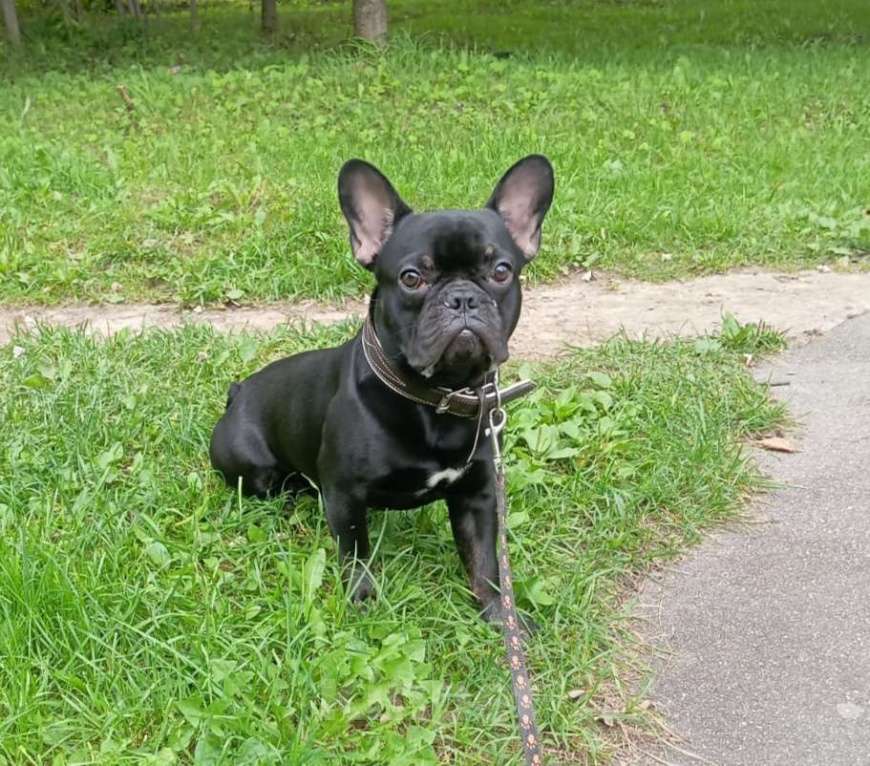 Собаки в Кубинке: Продаётся Мальчик, 40 000 руб. - фото 2