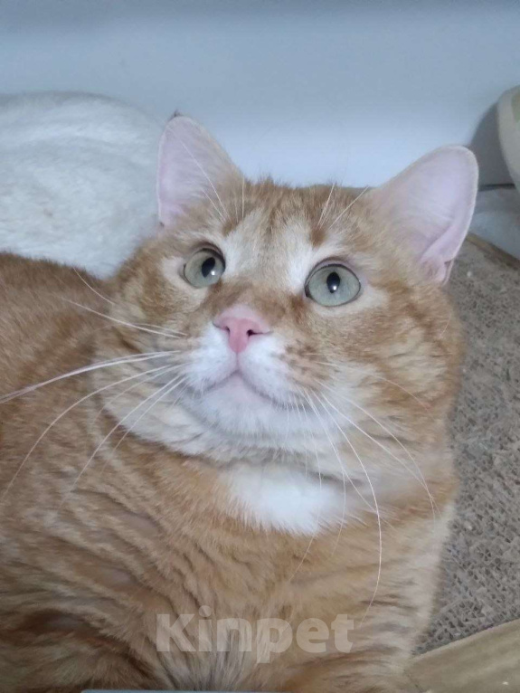 Кошки в Москве: Солнечный Рыжик ищет родителей Мальчик, Бесплатно - фото 1