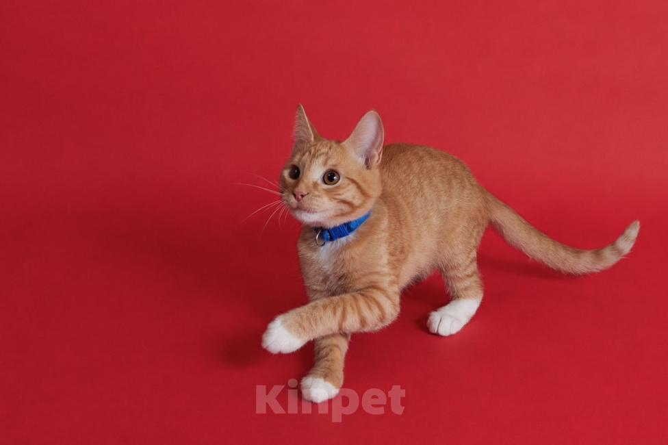 Кошки в Москве: Котенок Лучик ищет дом Мальчик, Бесплатно - фото 2