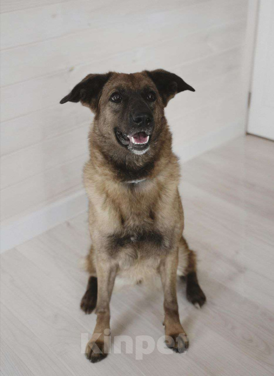 Собаки в Москве: Флая – преданная душа, пережившая предательство Девочка, Бесплатно - фото 4