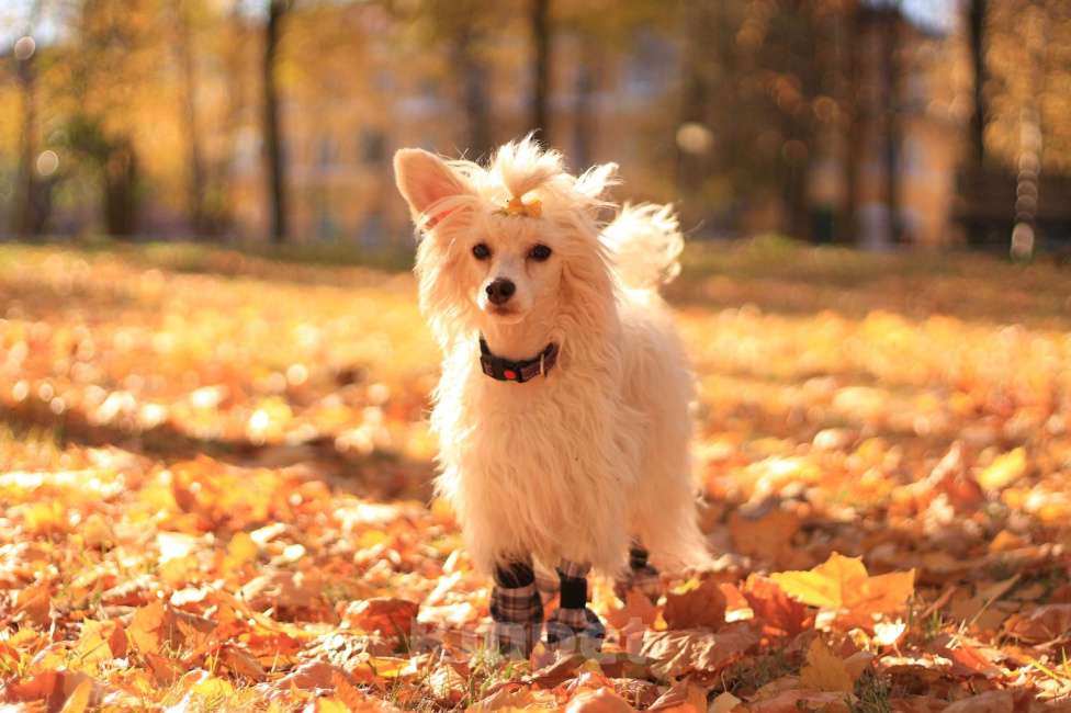 Собаки в Йошкаре-Оле: Щенок китайской хохлатой собаки Девочка, 45 000 руб. - фото 7