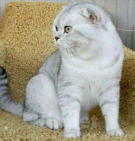 Кошки в Саратове: Вязка с ласковым,но напористым котом, 1 000 руб. - фото 1