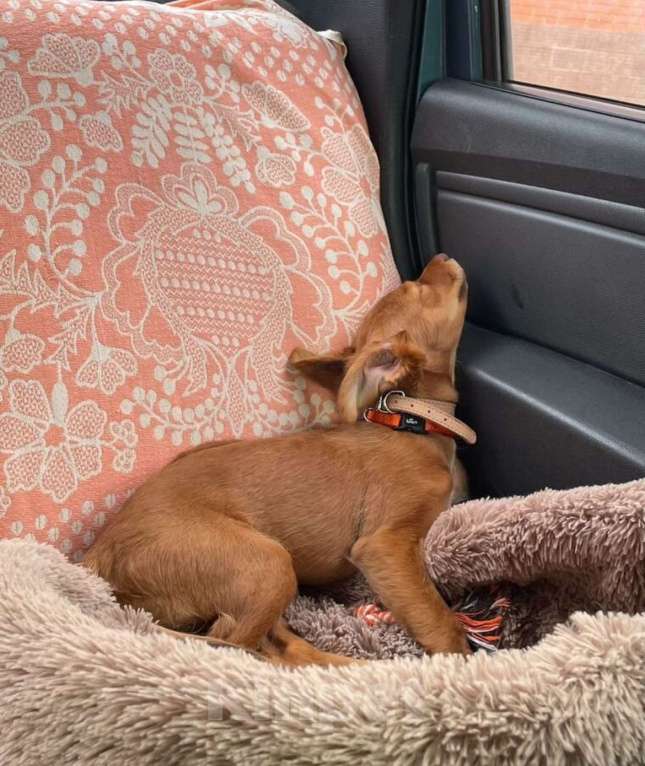 Собаки в Москве: Щенок ксолоитцкуинтли Мальчик, 20 000 руб. - фото 6