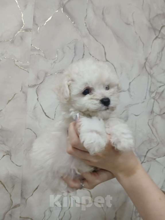 Собаки в Прокопьевске: Пушистые хвостики  Мальчик, 25 000 руб. - фото 4