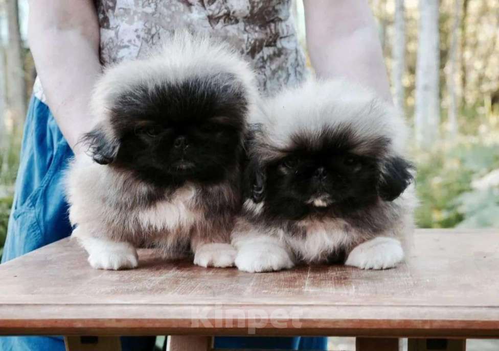 Собаки в Самаре: Пекинес, 1 руб. - фото 4