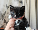 Кошки в Калуге: Котята в добрые ручки Мальчик, Бесплатно - фото 4
