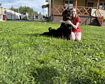 Собаки в Пушкино: Щенок шоу класса  Мальчик, 40 000 руб. - фото 6