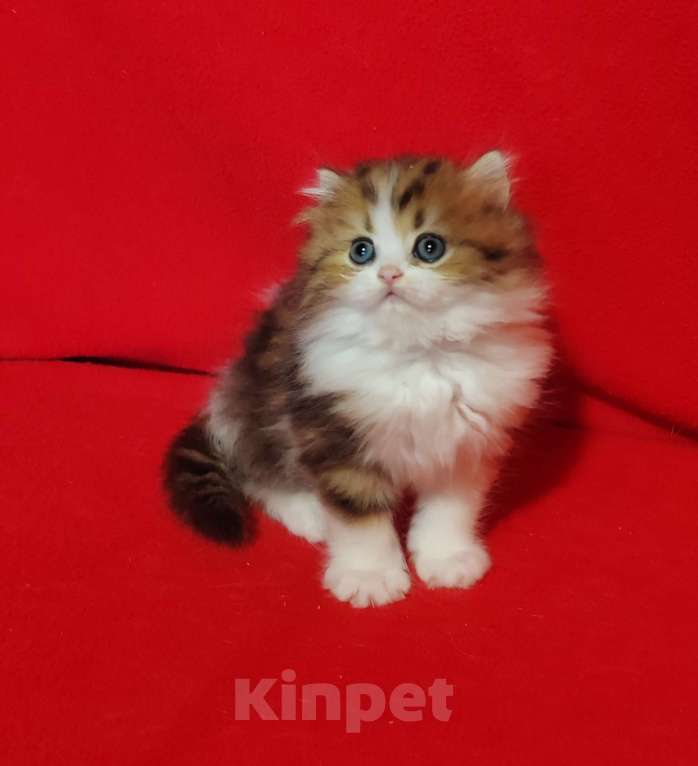 Кошки в Москве: Кошечка хайленд мрамор на золоте биколор Девочка, 25 000 руб. - фото 3