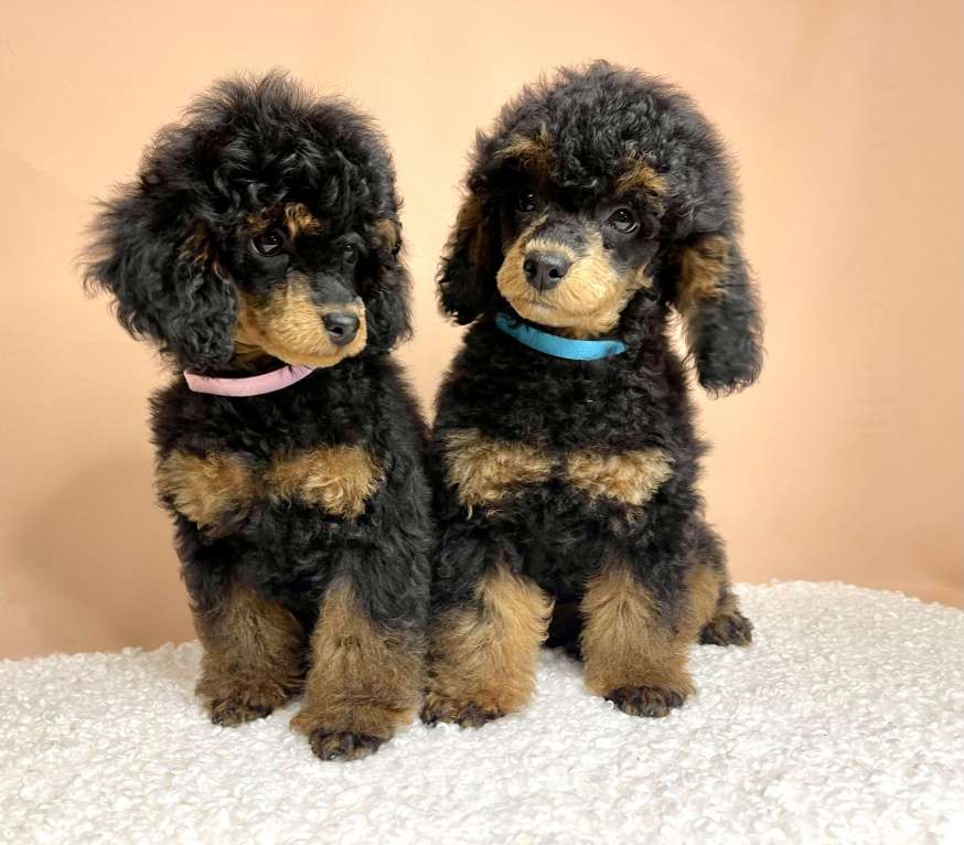 Собаки в Калуге: Пудель той/миниатюра фантом  Мальчик, 80 000 руб. - фото 1