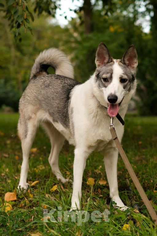 Собаки в Санкт-Петербурге: Рея из приюта в добрые руки Девочка, Бесплатно - фото 3