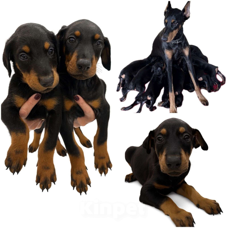 Собаки в других городах Ростовской области: Щенки добермана  Мальчик, 30 000 руб. - фото 4