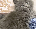 Кошки в Санкт-Петербурге: Мейн Кун котёнок  Мальчик, 60 000 руб. - фото 2