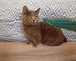 Кошки в других городах Воронежской области: Котята короткие лапки . Девочка, 35 900 руб. - фото 3