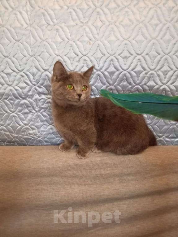 Кошки в других городах Воронежской области: Котята короткие лапки . Девочка, 35 900 руб. - фото 3