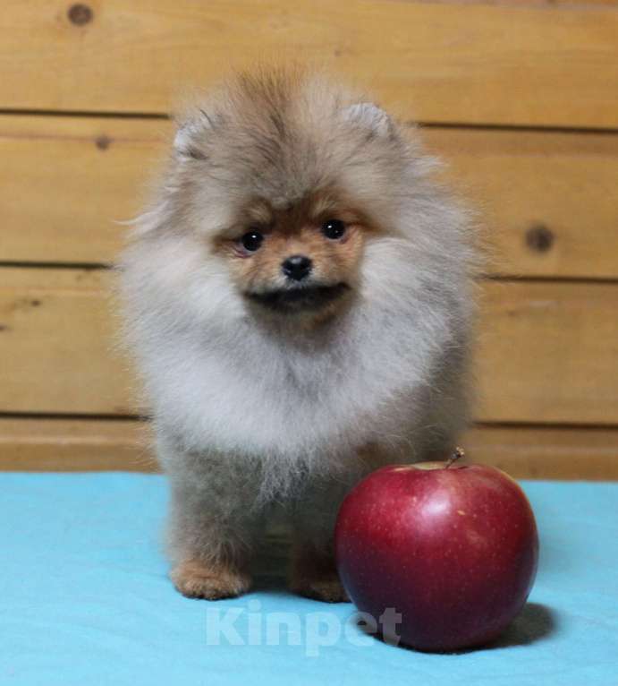 Собаки в Москве: Крошечная девочка померанского шпица Девочка, Бесплатно - фото 1