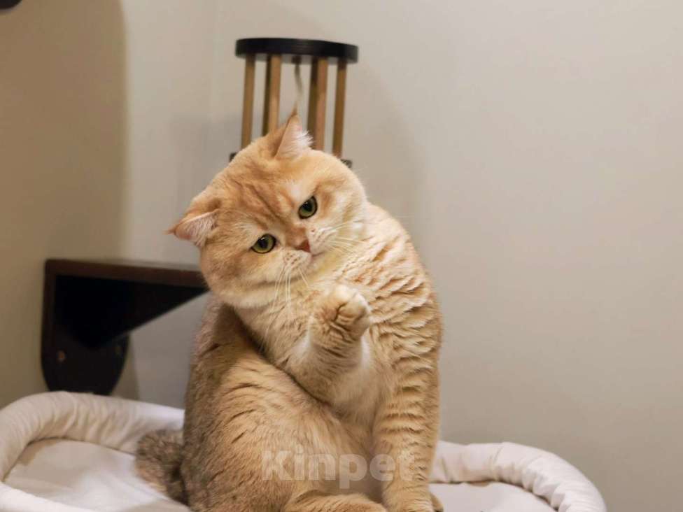 Кошки в Москве: Британский жених шоколадное золото  Мальчик, 50 000 руб. - фото 7